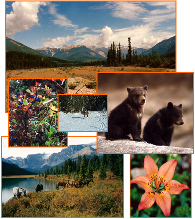 Bear Corner B & B