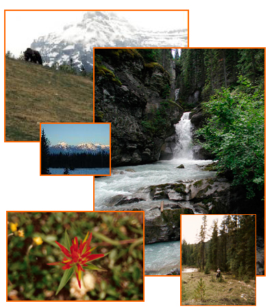 Blaeberry Valley
